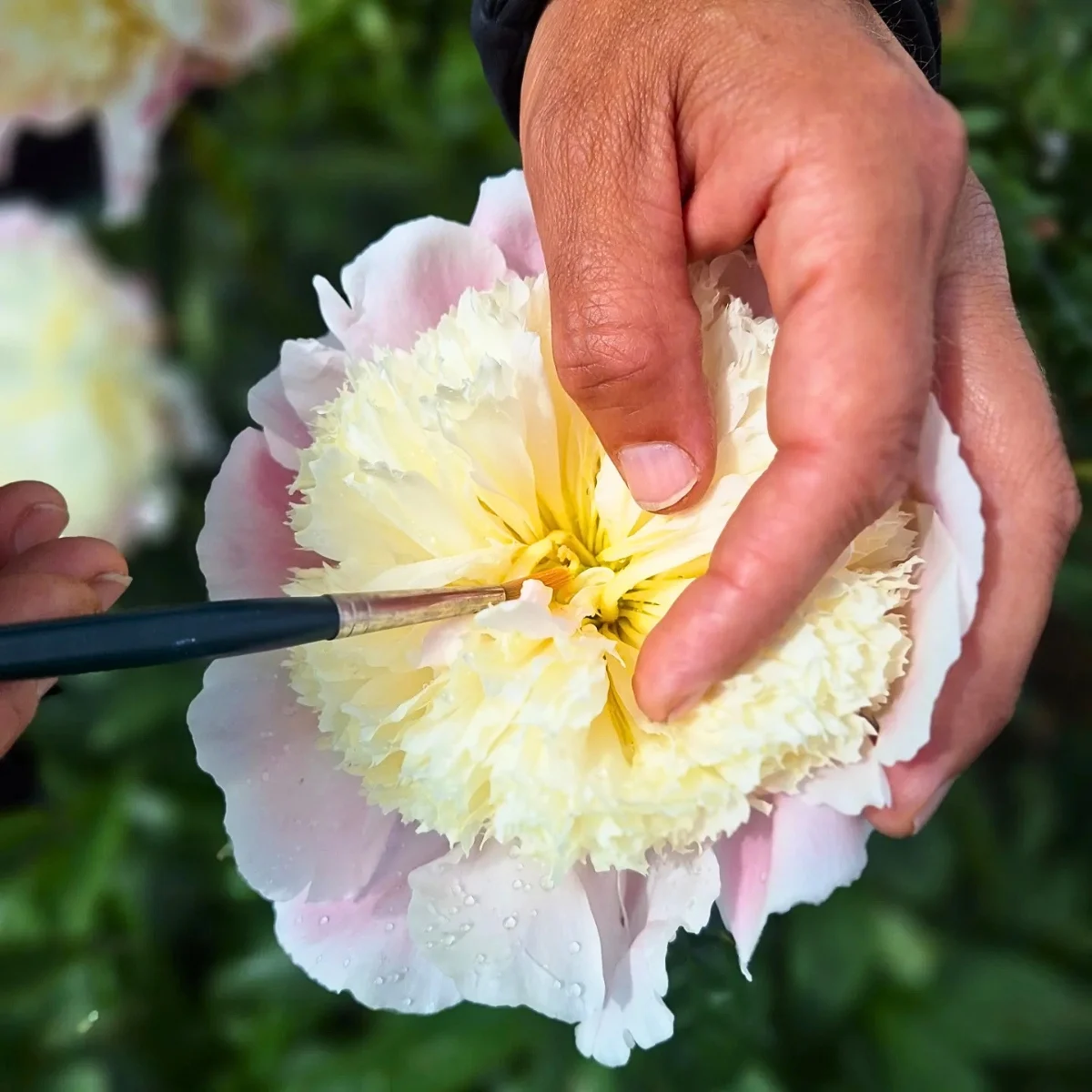 How Does the Breeding of Peonies Work?