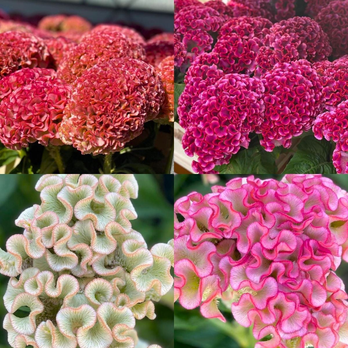 Celosia Turbo by Rich flowers and hamifleurseasterneurope
