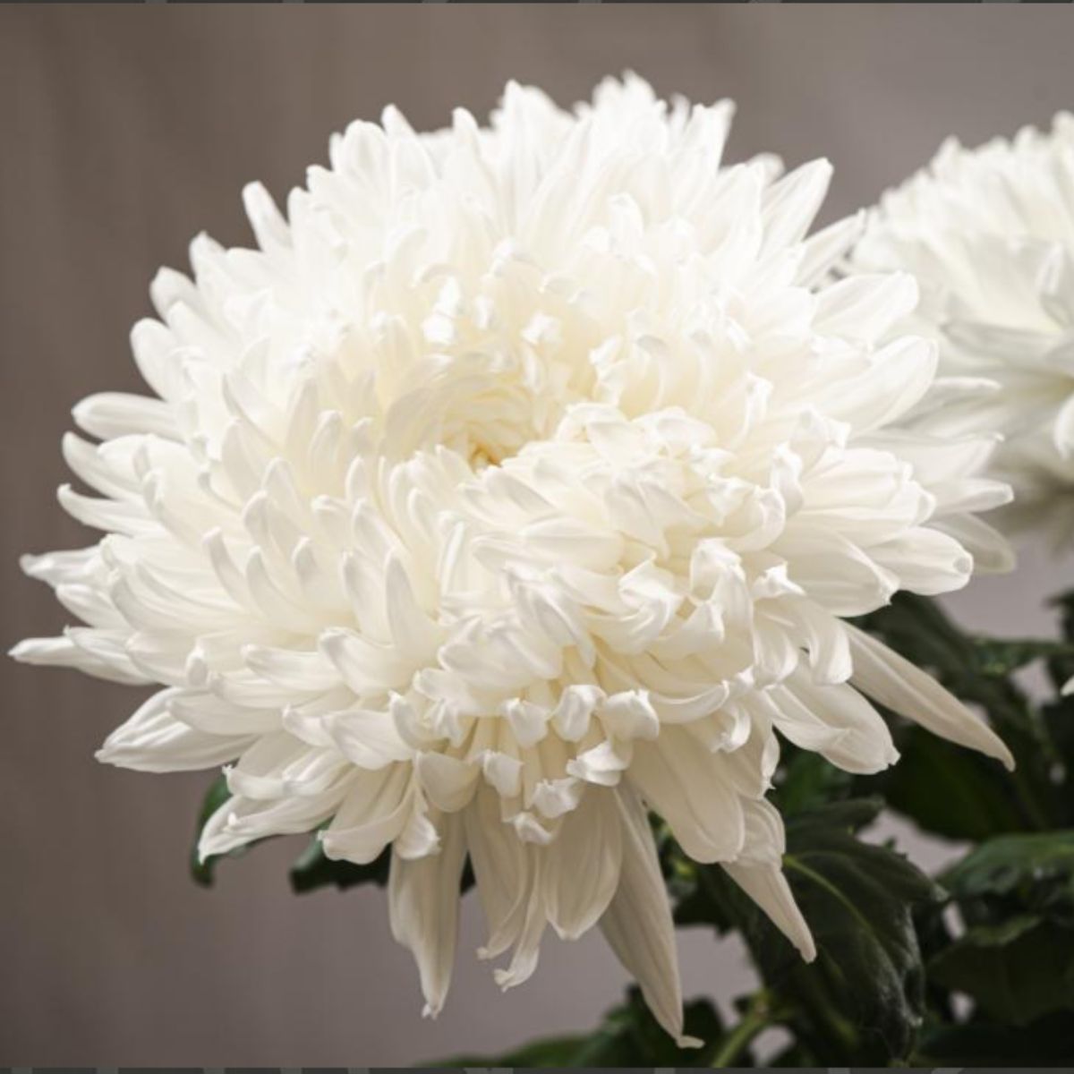 Crysanthemum Stravina by Arcadia Chrysanten with Decorum