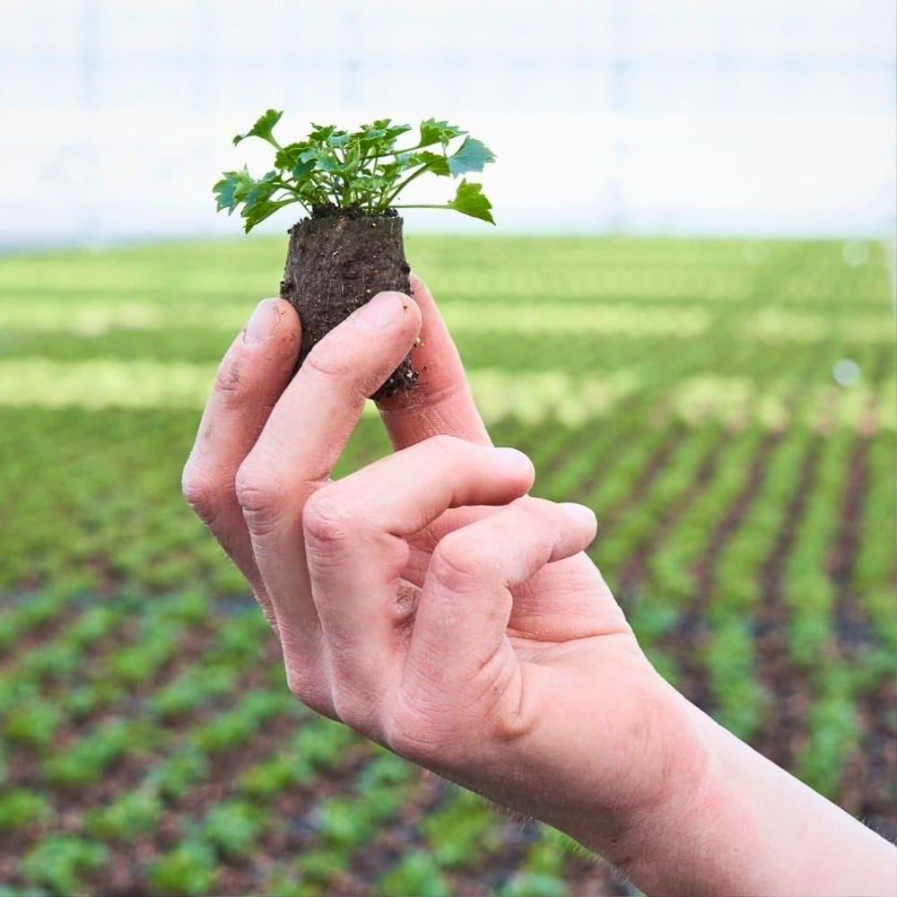 Addenda Enlists Greenhouse Sustainability&rsquo;s Expertise to Collect and Analyze Sustainability Data