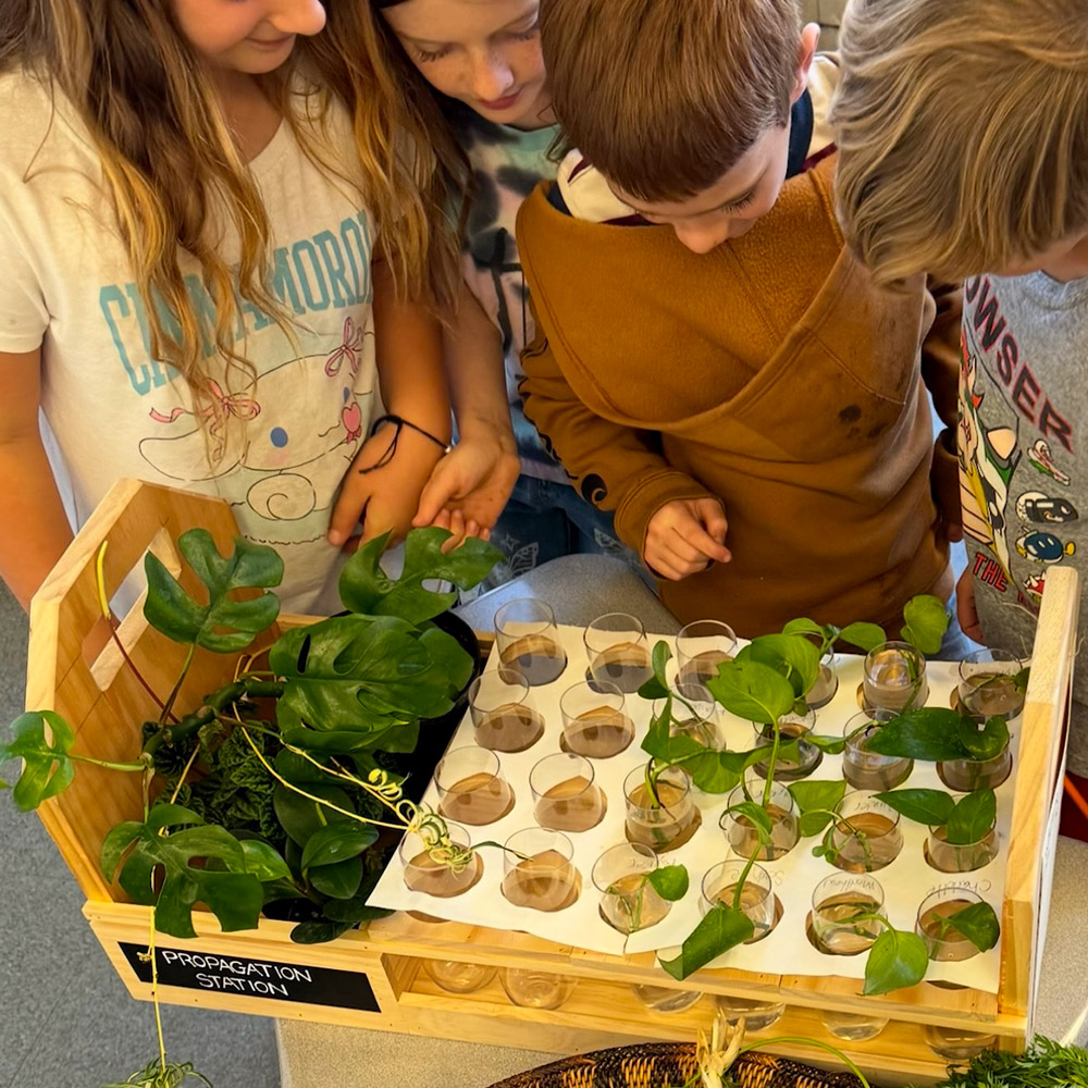 Plant in Classroom by gardentimeservices