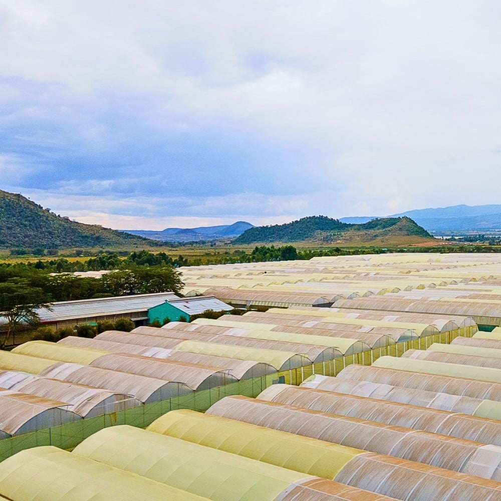The Impacts of Climate Change on Kenya&rsquo;s Flower Industry and How the Sector Remains Resilient.