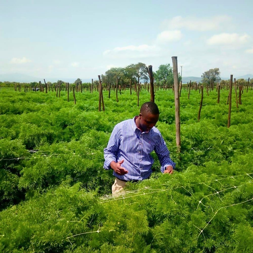 The Impacts of Climate Change on Kenya&rsquo;s Flower Industry and How the Sector Remains Resilient.