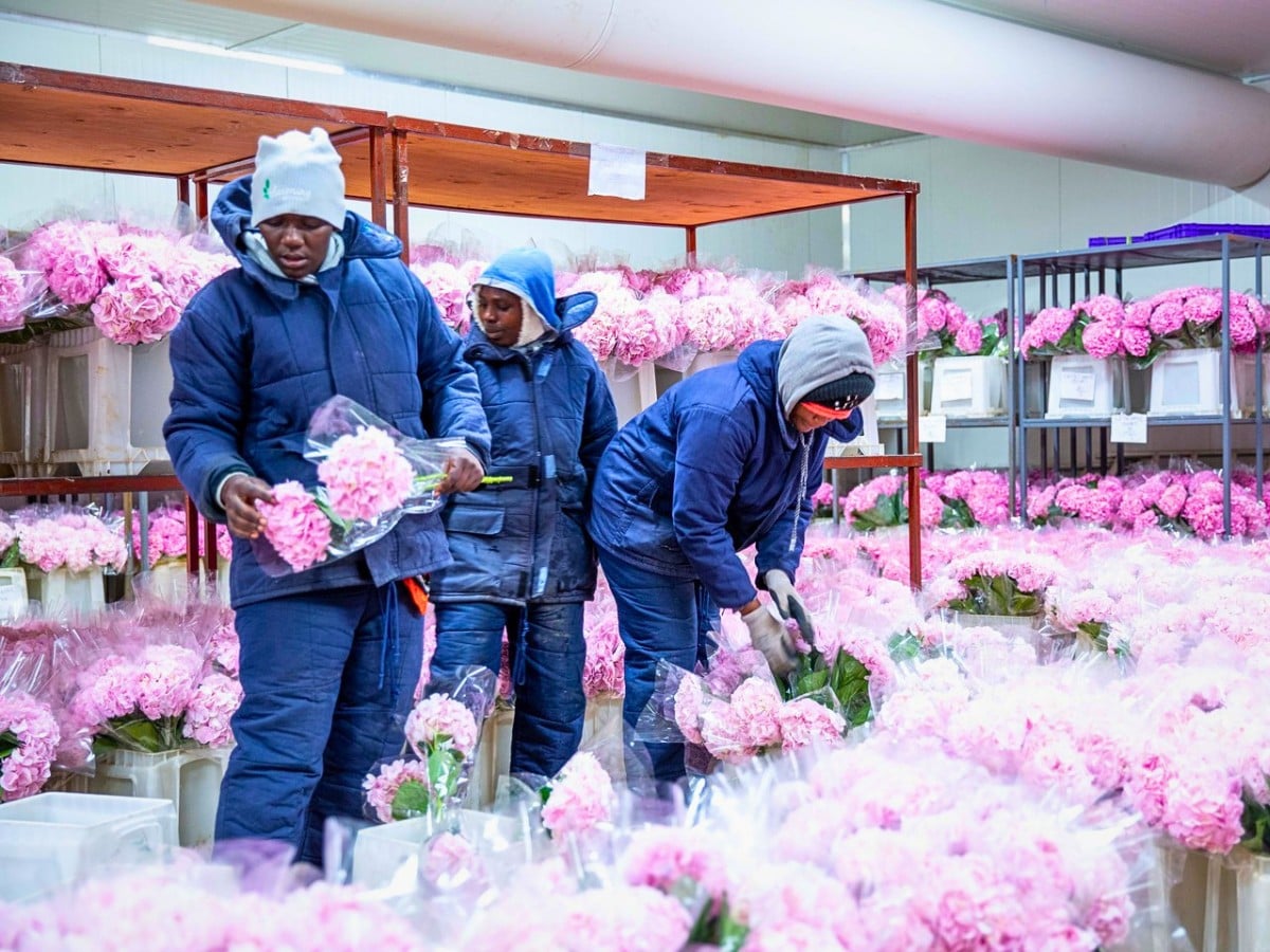 Climate Change Poses a Threat to Kenya&rsquo;s Floriculture Industry, but It Remains Resilient