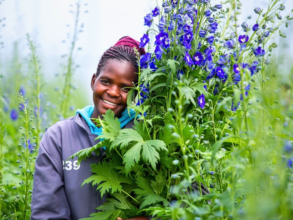 The Impacts of Climate Change on Kenya&rsquo;s Flower Industry and How the Sector Remains Resilient.