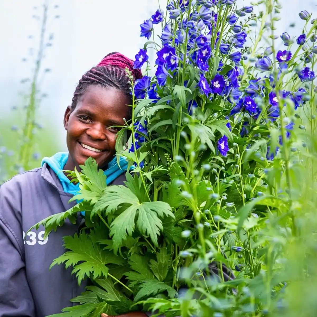 The Impacts of Climate Change on Kenya’s Flower Industry and How the Sector Remains Resilient.