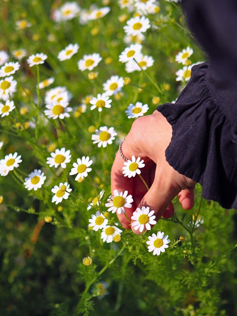 Why Do Flowers Appear in Literature?