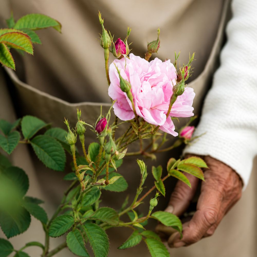 Boutique Flower Farms