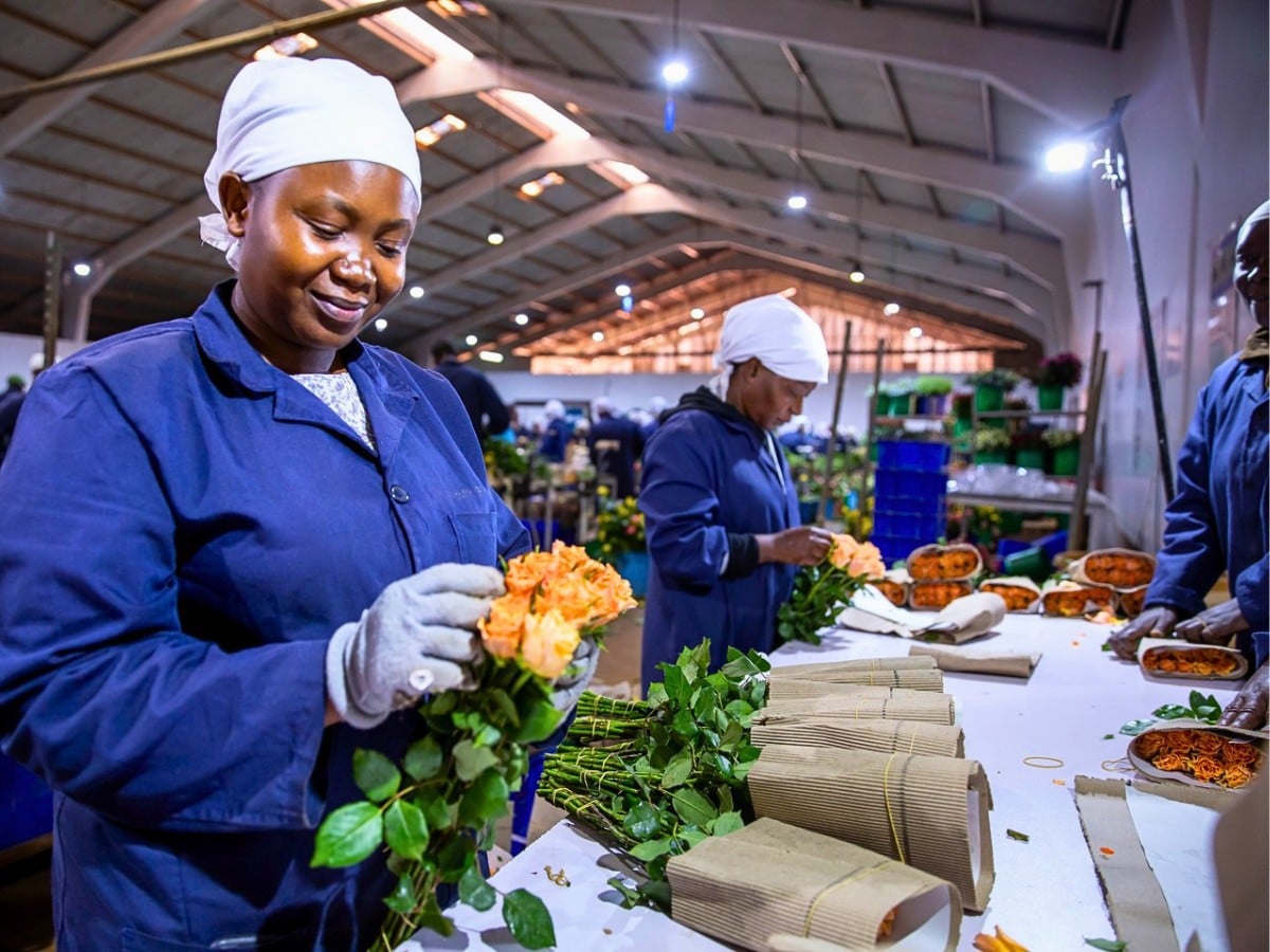 The Rose Is Going by Sea. And That Is Good News for Global Floriculture