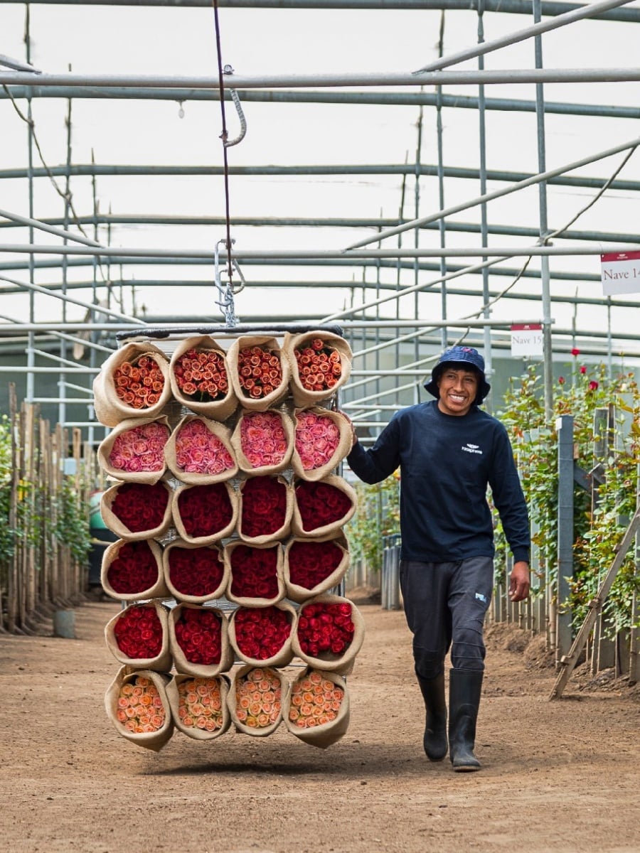 The Rose Is Going by Sea. And That Is Good News for Global Floriculture