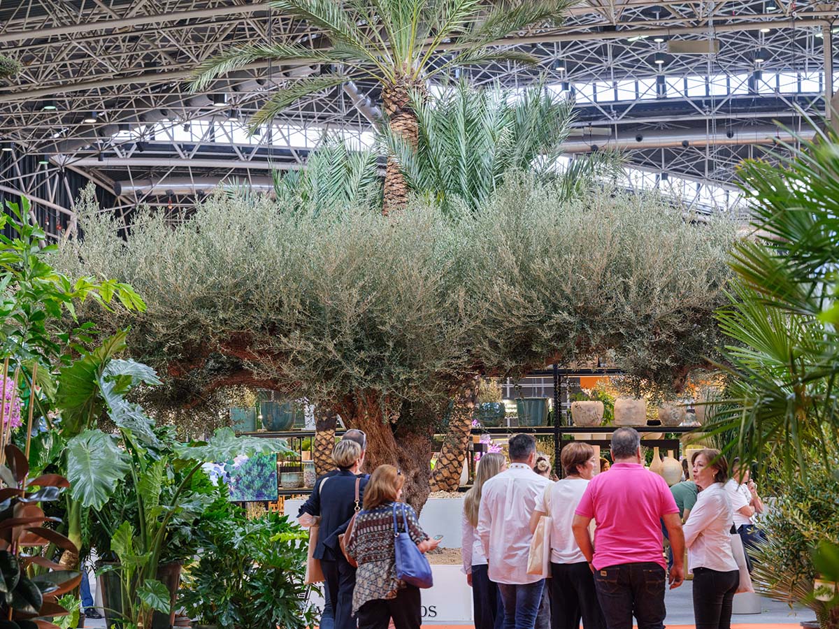 Iberflora 2025 Giant olive tree