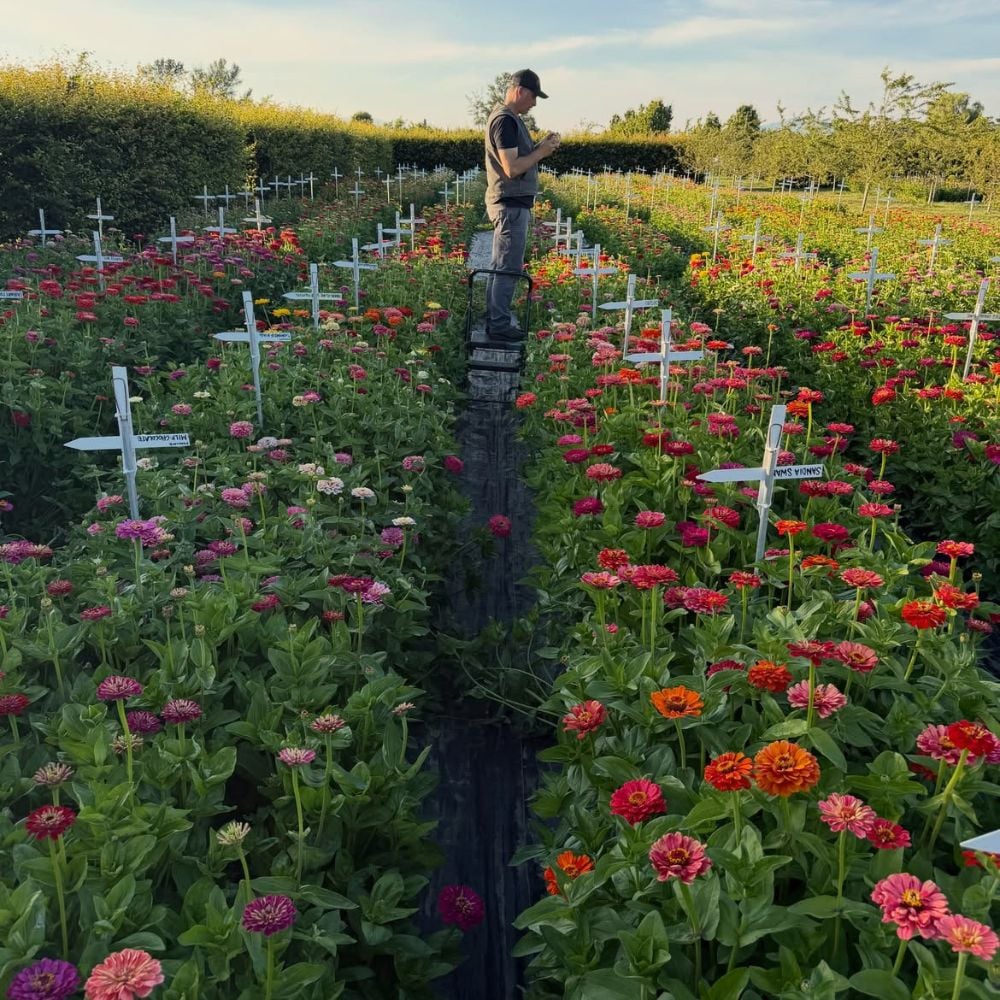 Bouque Flower Farms