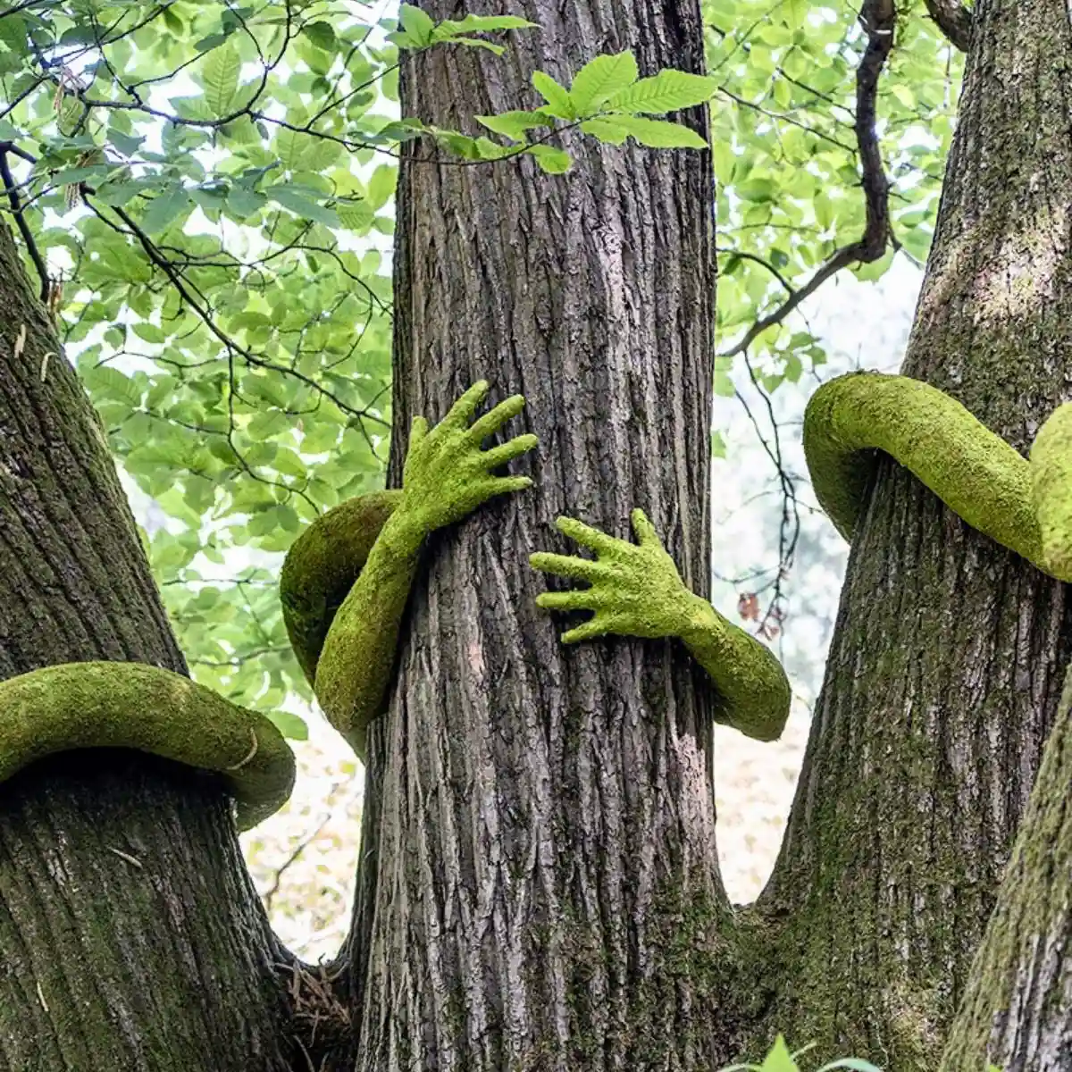 Hug a tree