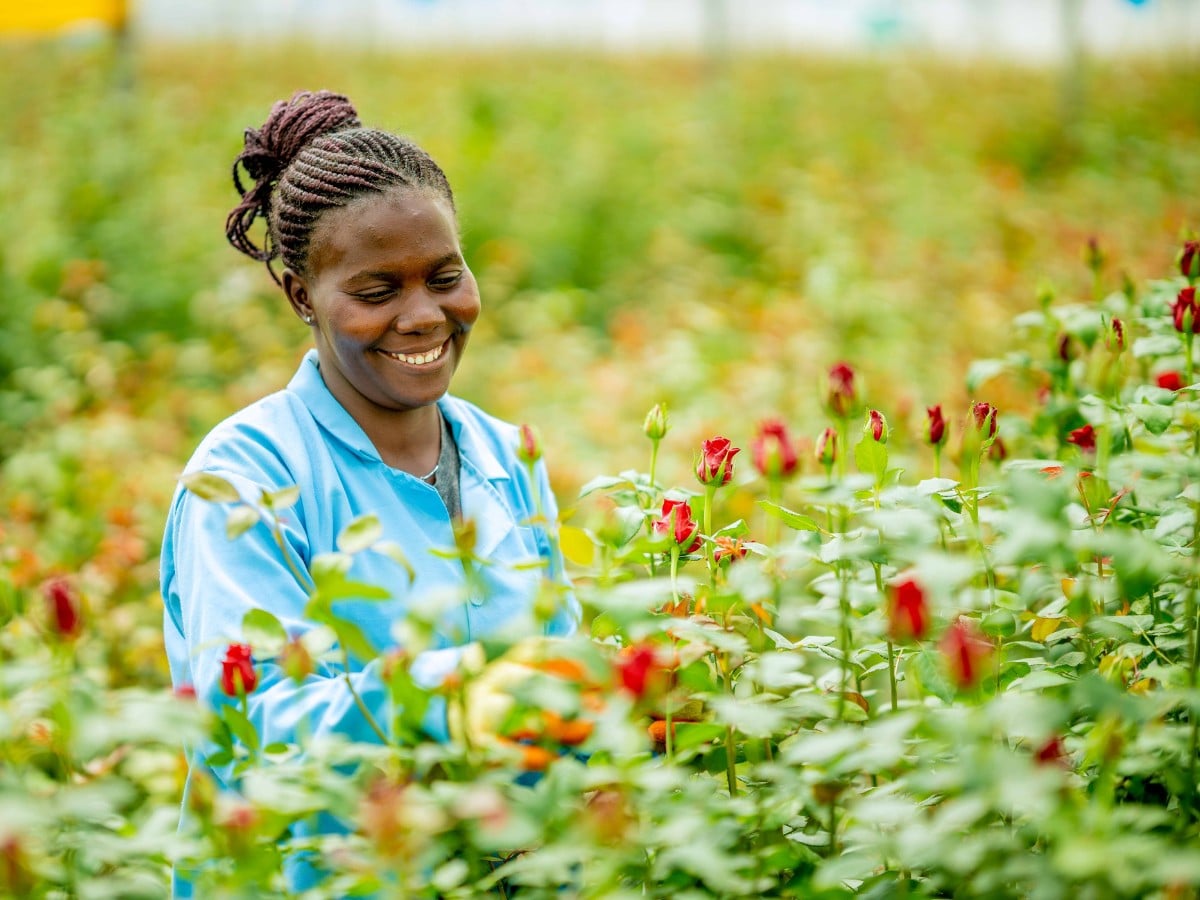 What Does Fair Really Mean? Inside Fairtrade's Impact on Africa's Flower Sector