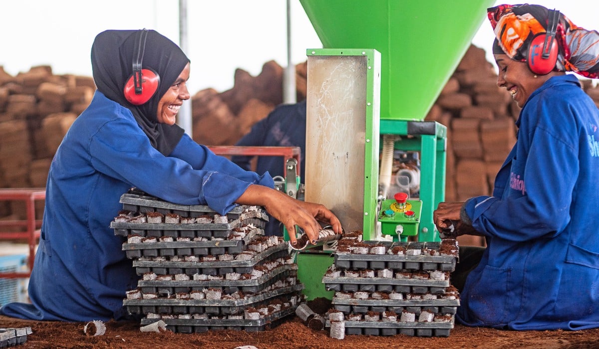 What Does Fair Really Mean? Inside Fairtrade's Impact on Africa's Flower Sector