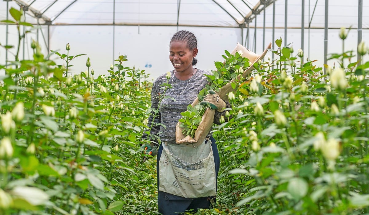 What Does Fair Really Mean? Inside Fairtrade's Impact on Africa's Flower Sector