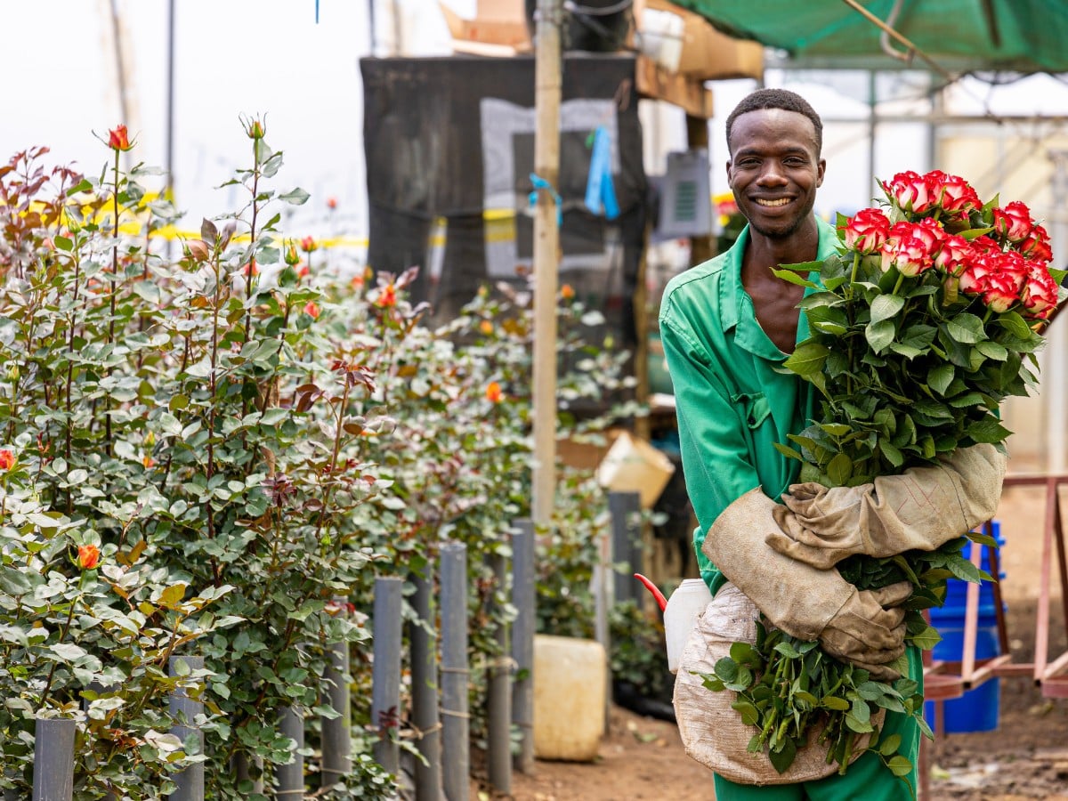 What Does Fair Really Mean? Inside Fairtrade's Impact on Africa's Flower Sector