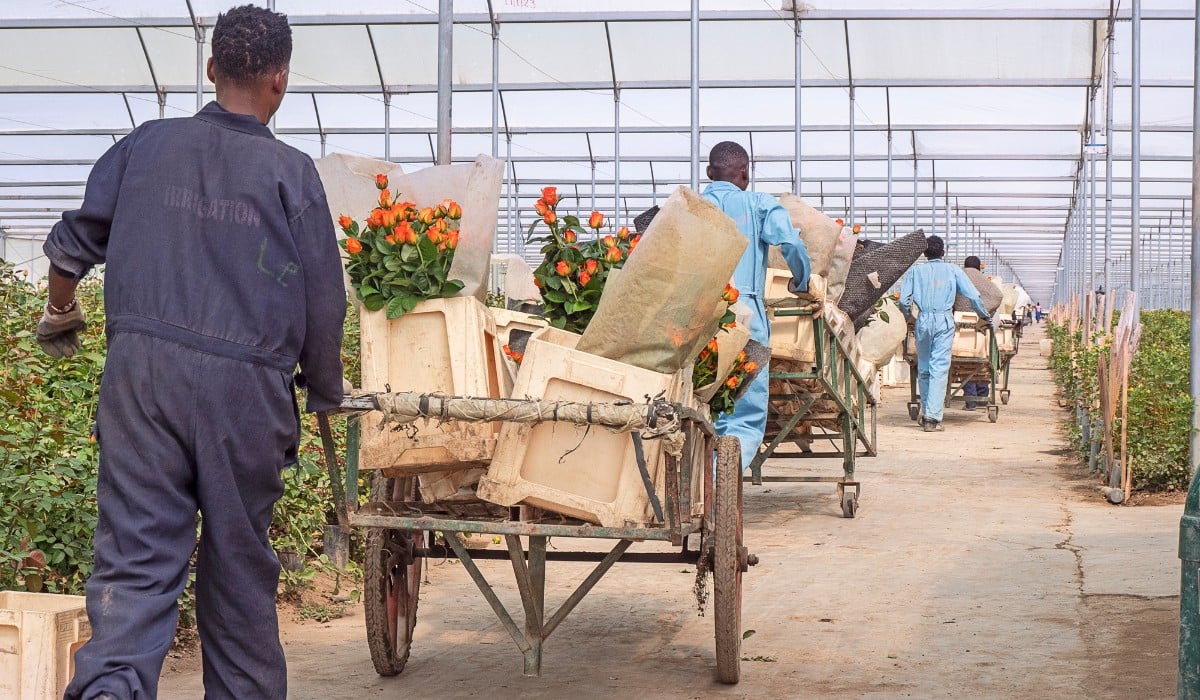 What Does Fair Really Mean? Inside Fairtrade's Impact on Africa's Flower Sector