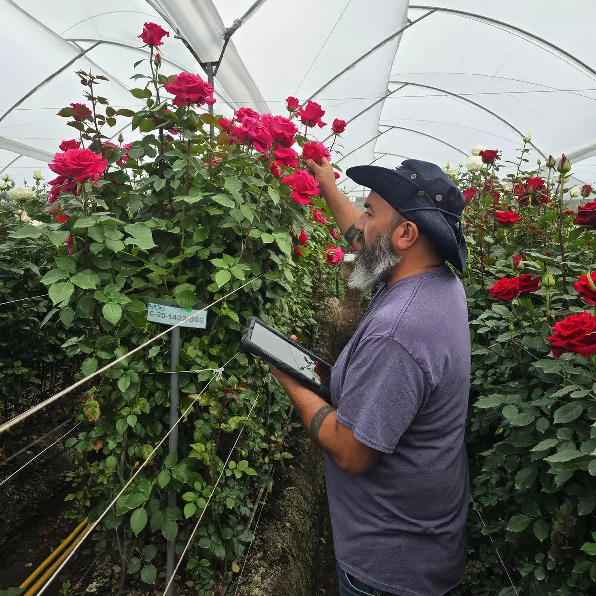 De Ruiter Supports Ecuadorian Rose Growers feature