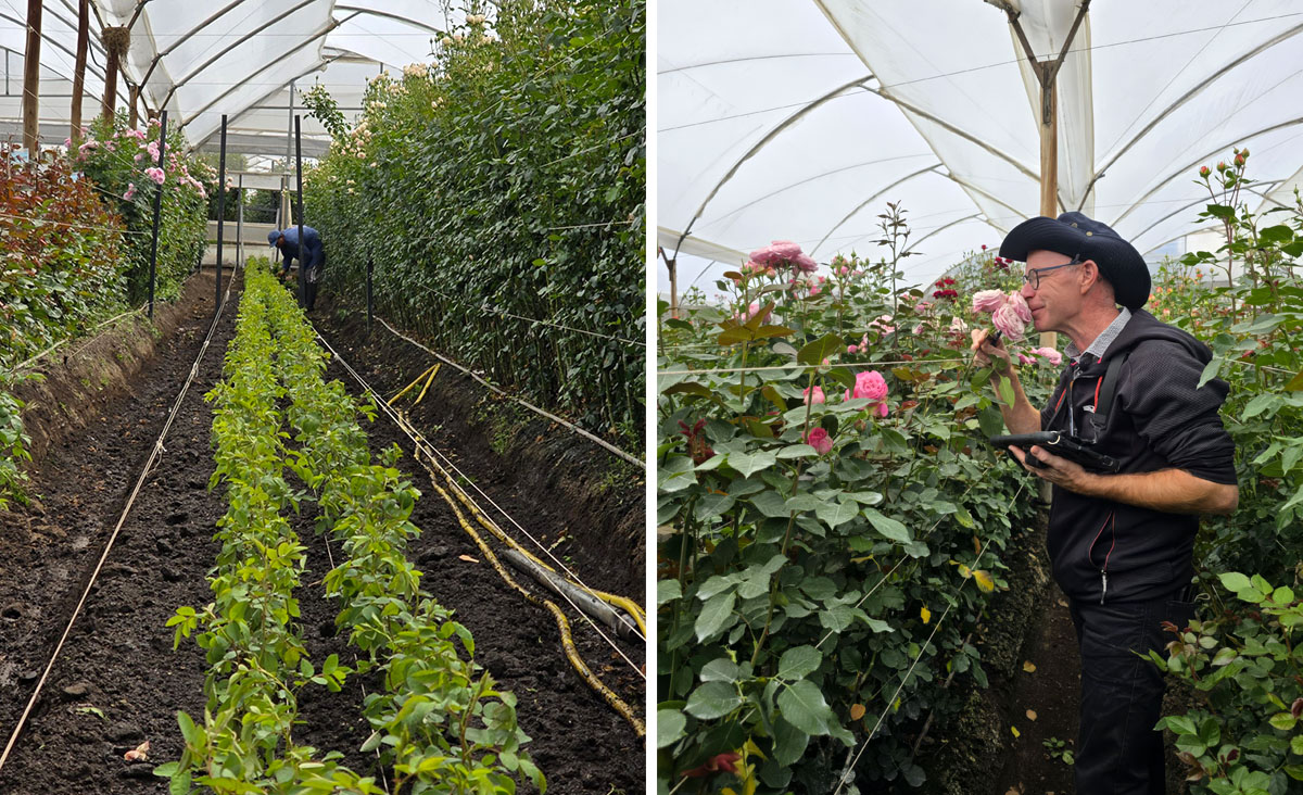 De Ruiter Ecuador male breeder smelling rose in greenhouse