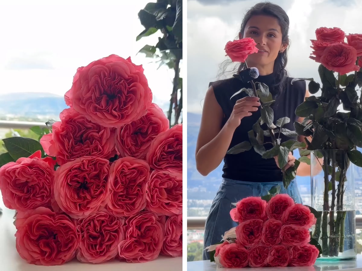 Rose Romance XPression by attaroses