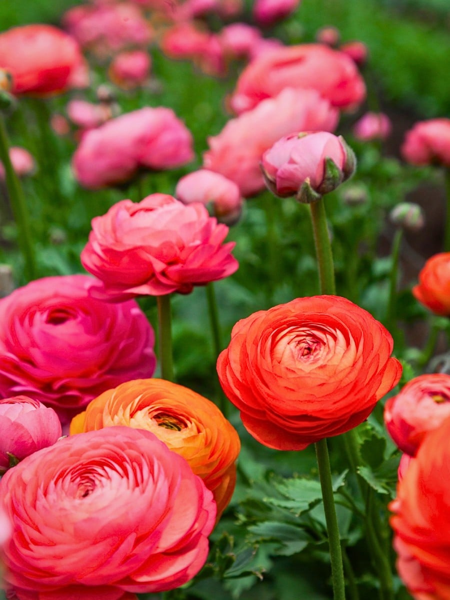 How Ranunculus Breeding Works