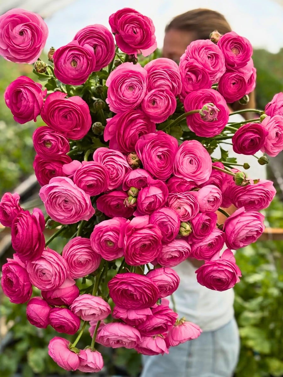 How Ranunculus Breeding Works