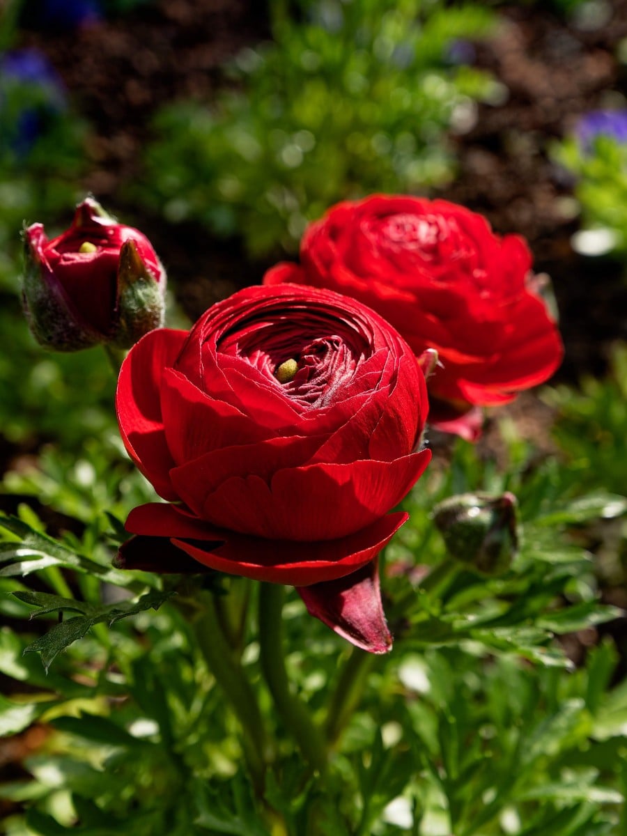 How Ranunculus Breeding Works