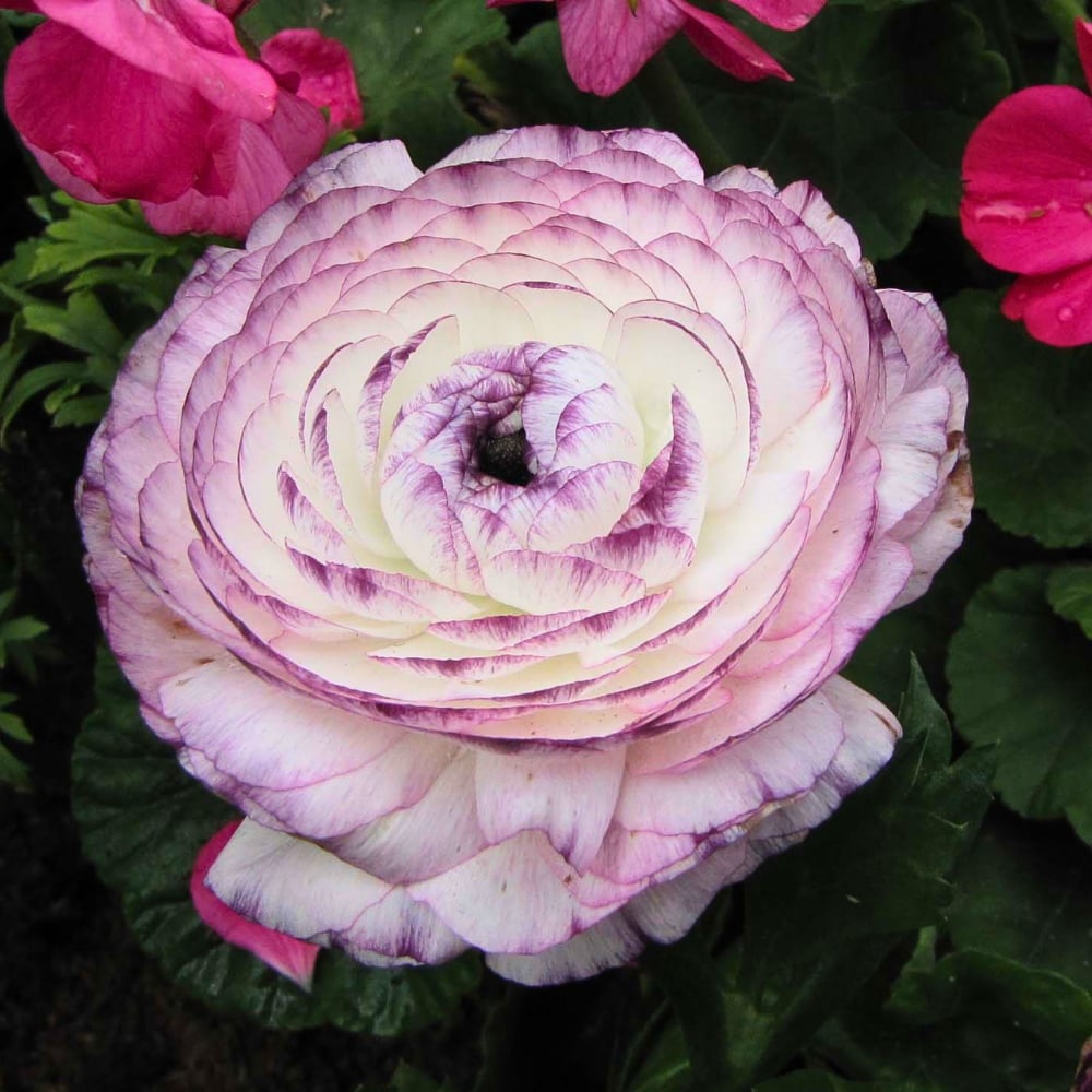 How Ranunculus Breeding Works