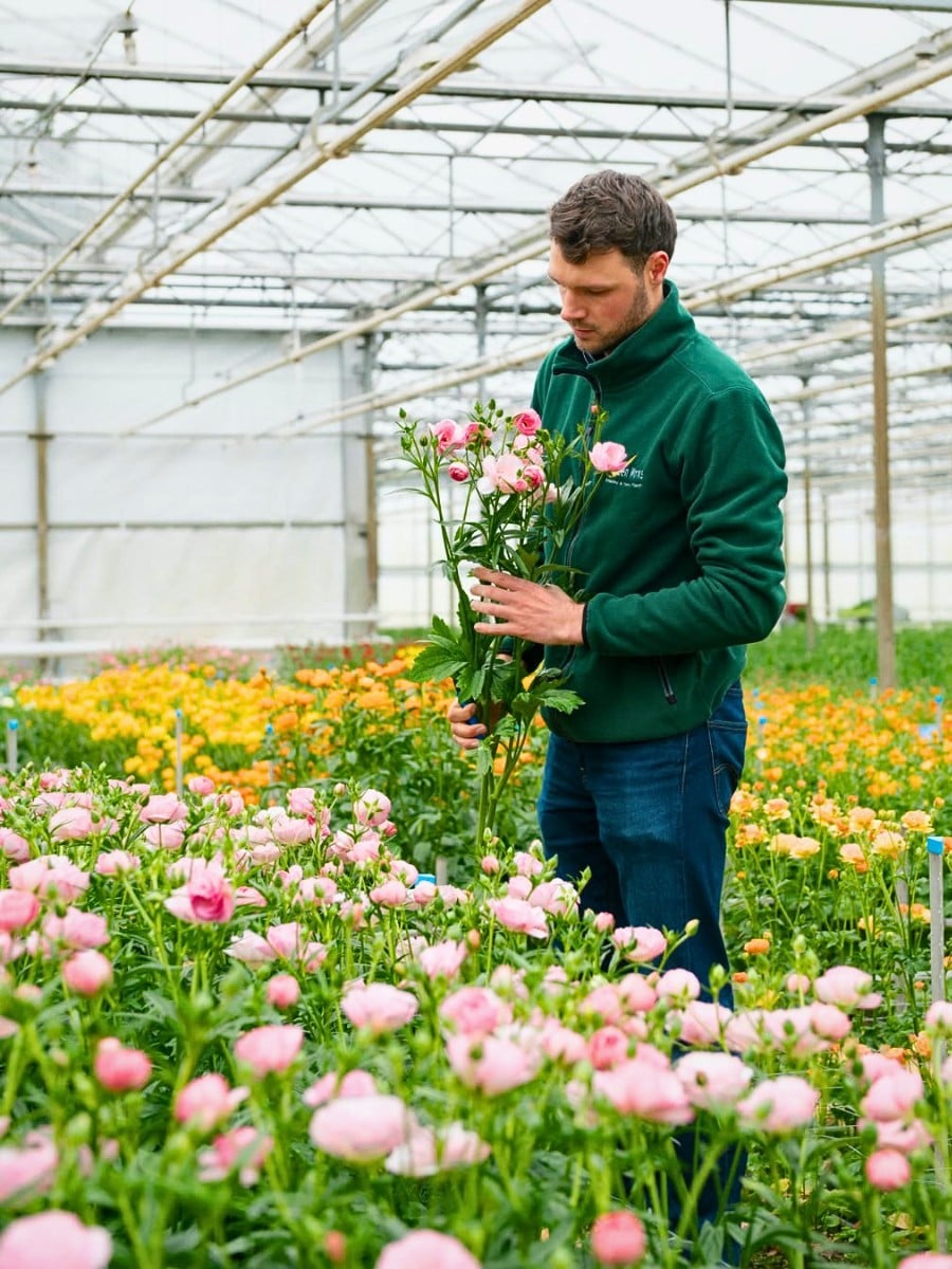 How Ranunculus Breeding Works