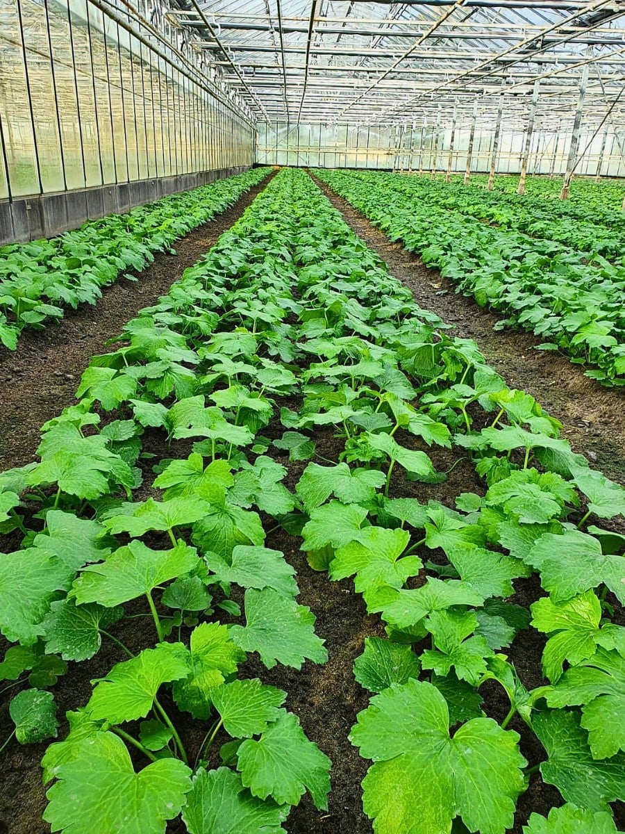 How Ranunculus Breeding Works