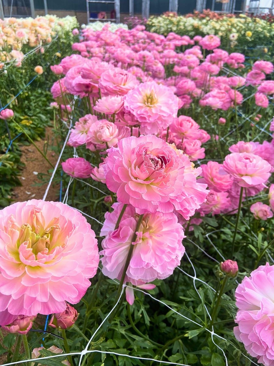 How Ranunculus Breeding Works