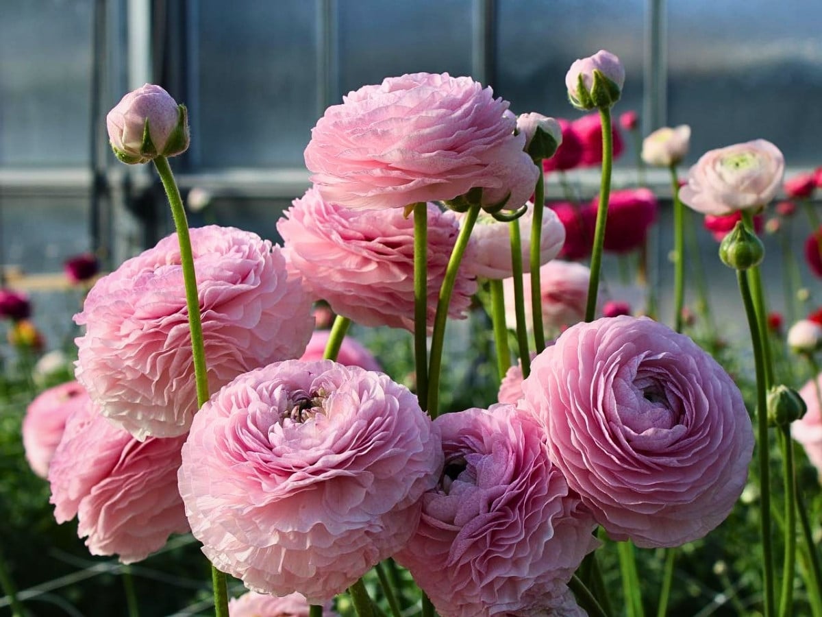 How Does the Breeding of Ranunculus Work?