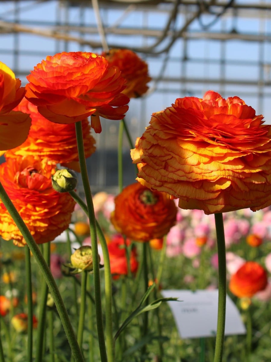 How Ranunculus Breeding Works