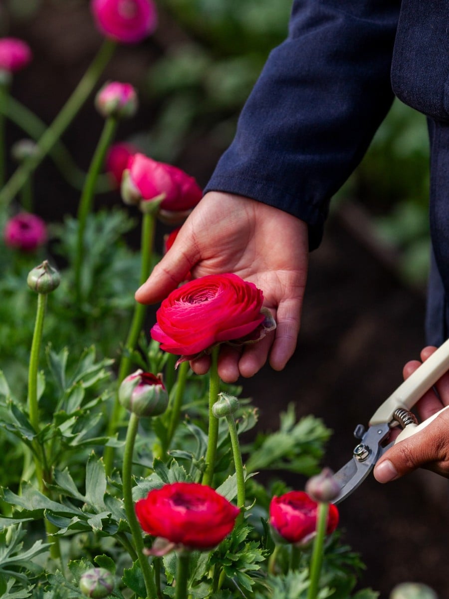 How Does the Breeding of Ranunculus Work?