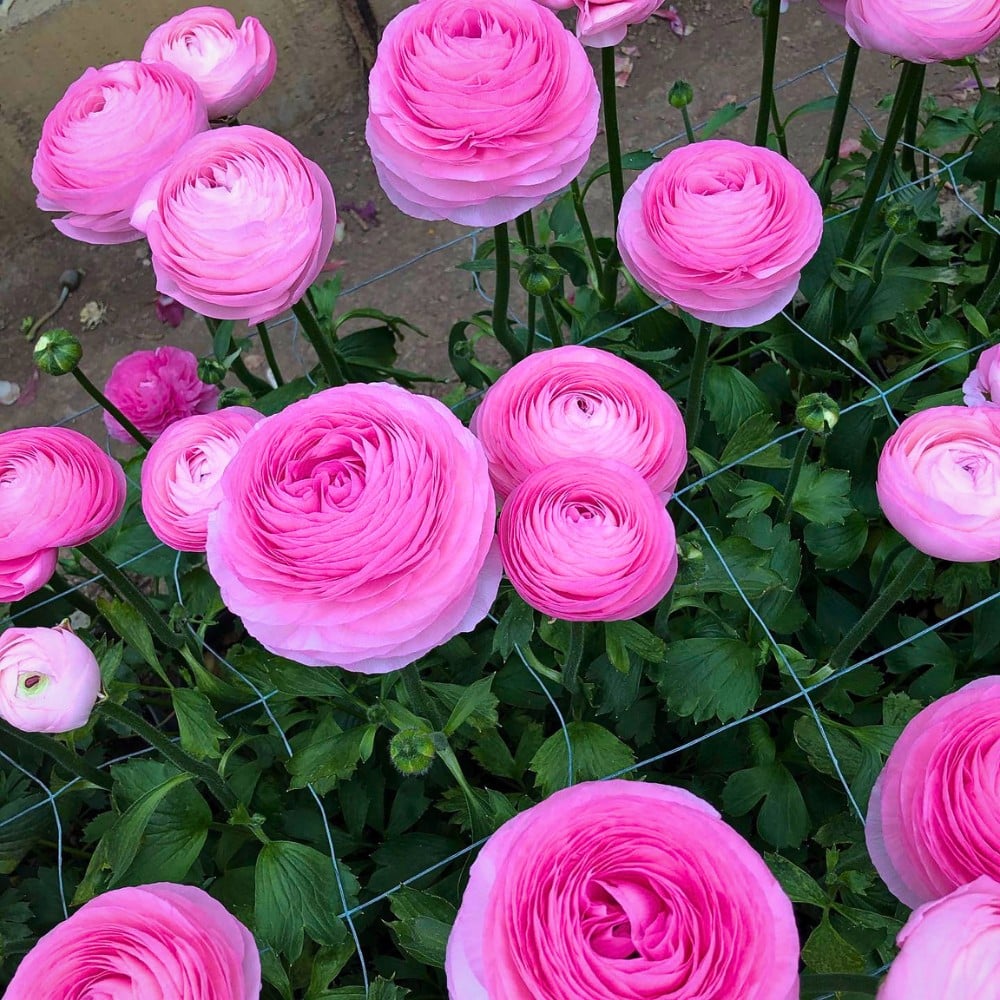 How Does the Breeding of Ranunculus Work?
