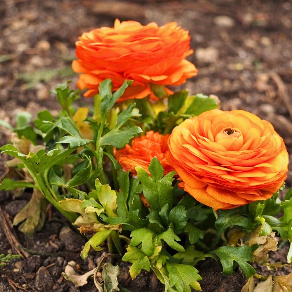 How Ranunculus Breeding Works