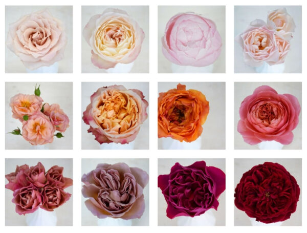 Wouter de Vries roses Parfum Flower Company - on Thursd