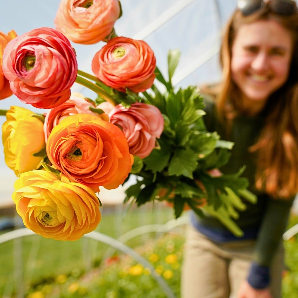 How Does the Breeding of Ranunculus Work?