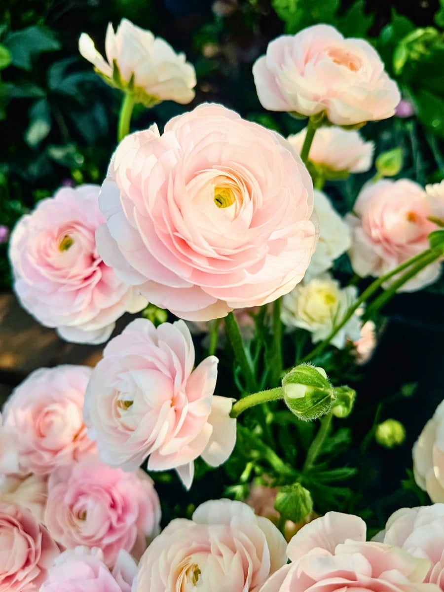 How Ranunculus Breeding Works
