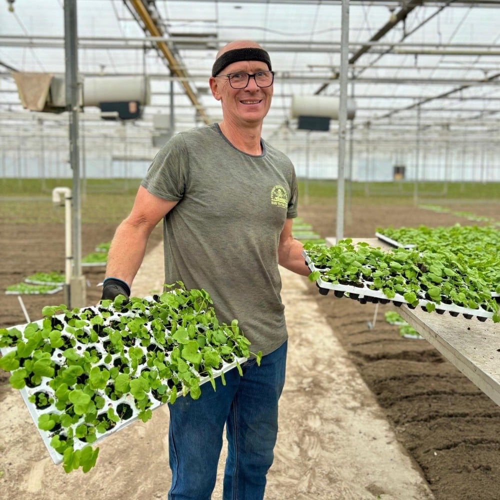How Does the Breeding of Ranunculus Work?