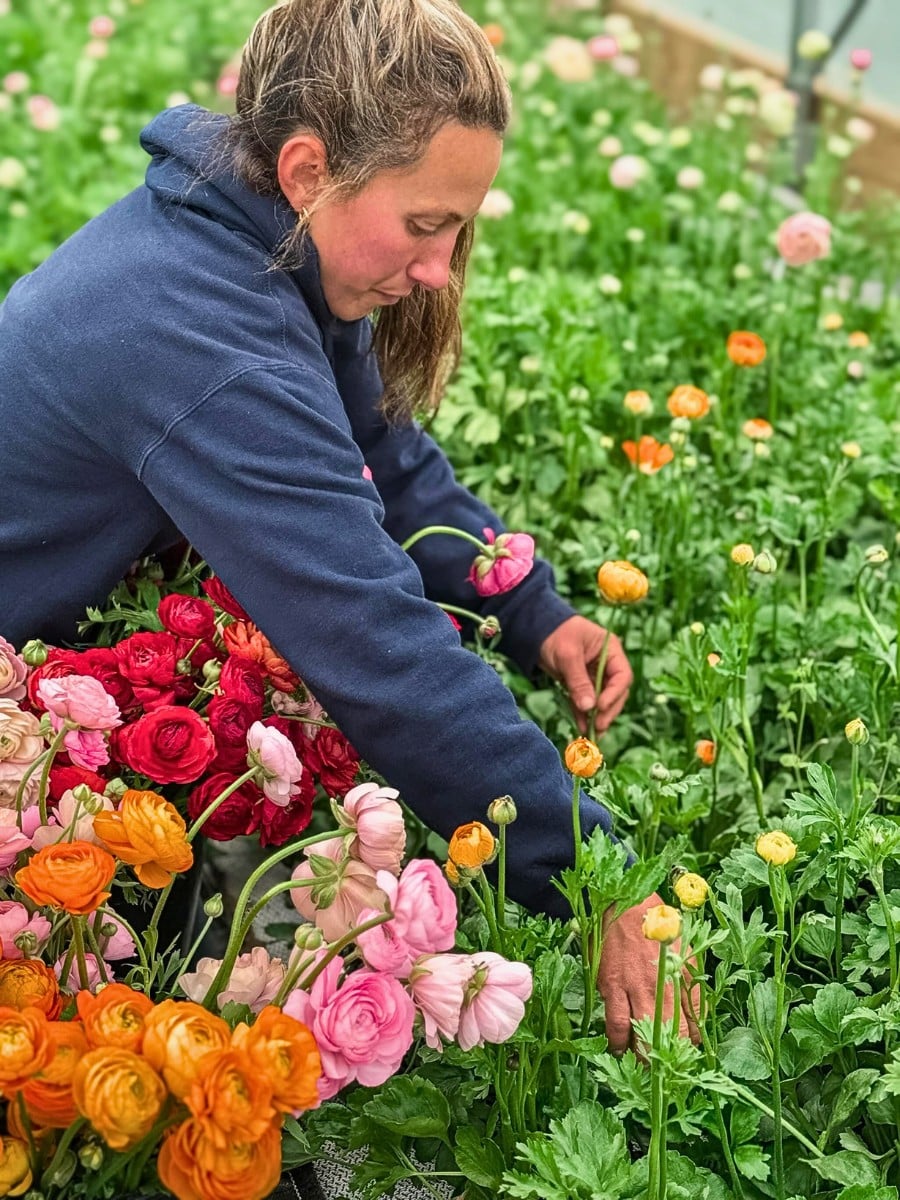 How Ranunculus Breeding Works