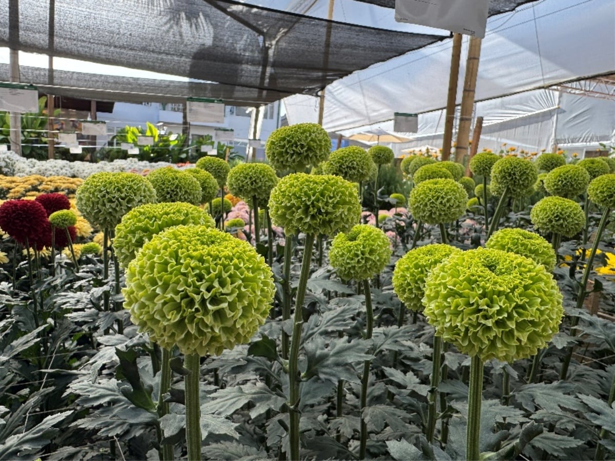 Danziger's Green Flowers Are Becoming a New Language in Modern Floral Design