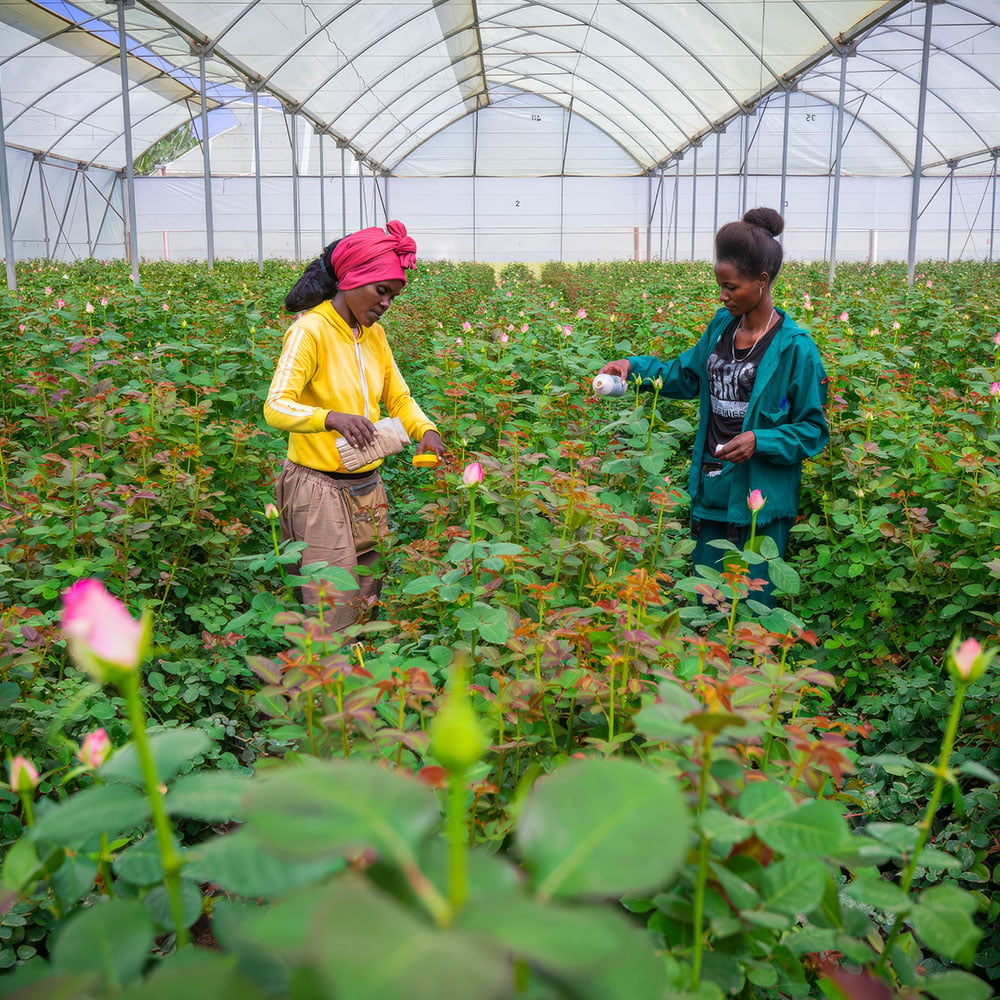 Rosa Plaza environmentally friendly crop protection