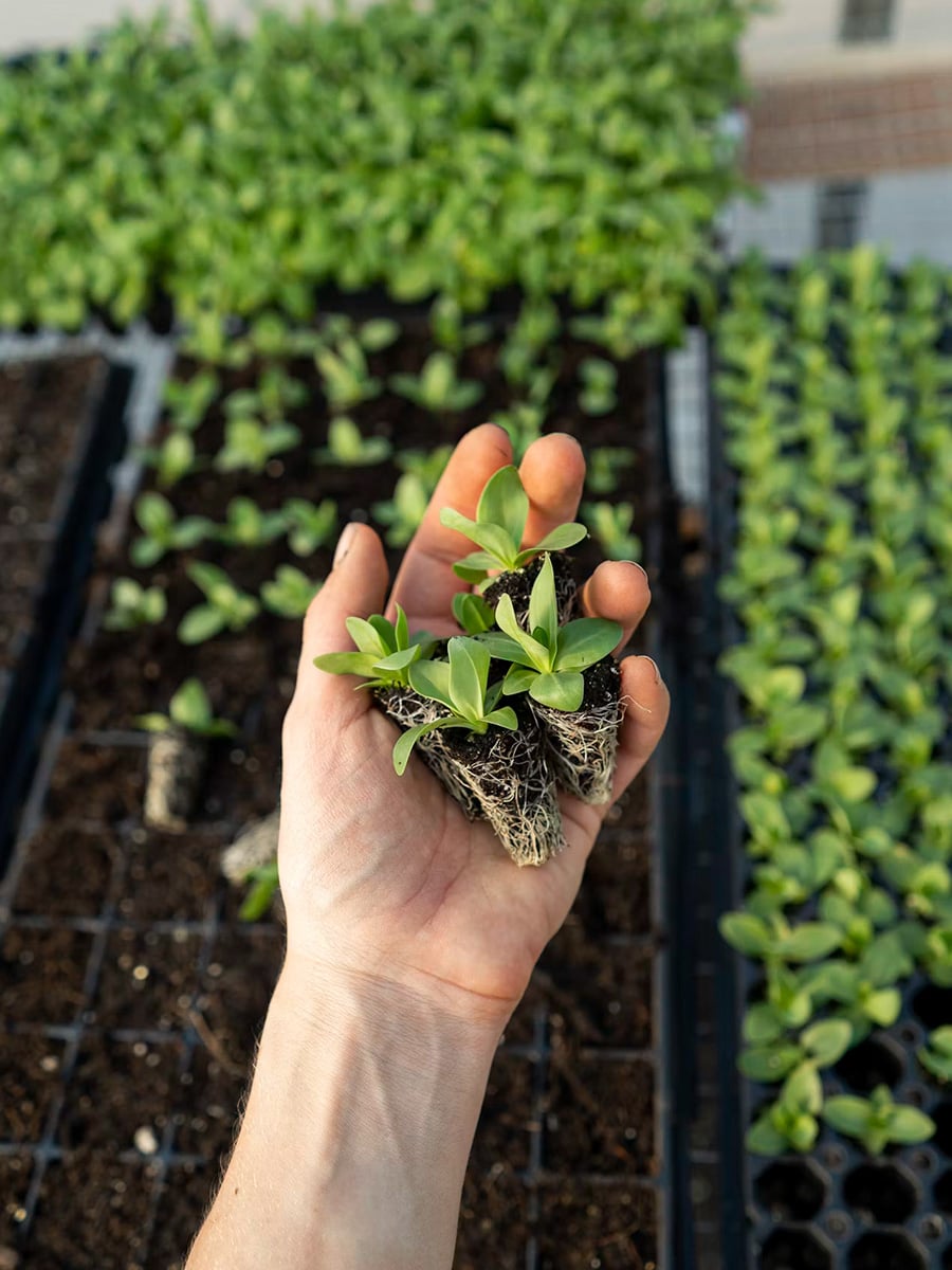 Mart Nouwens hand holding young crop Mart Nouwens hand holding young crop