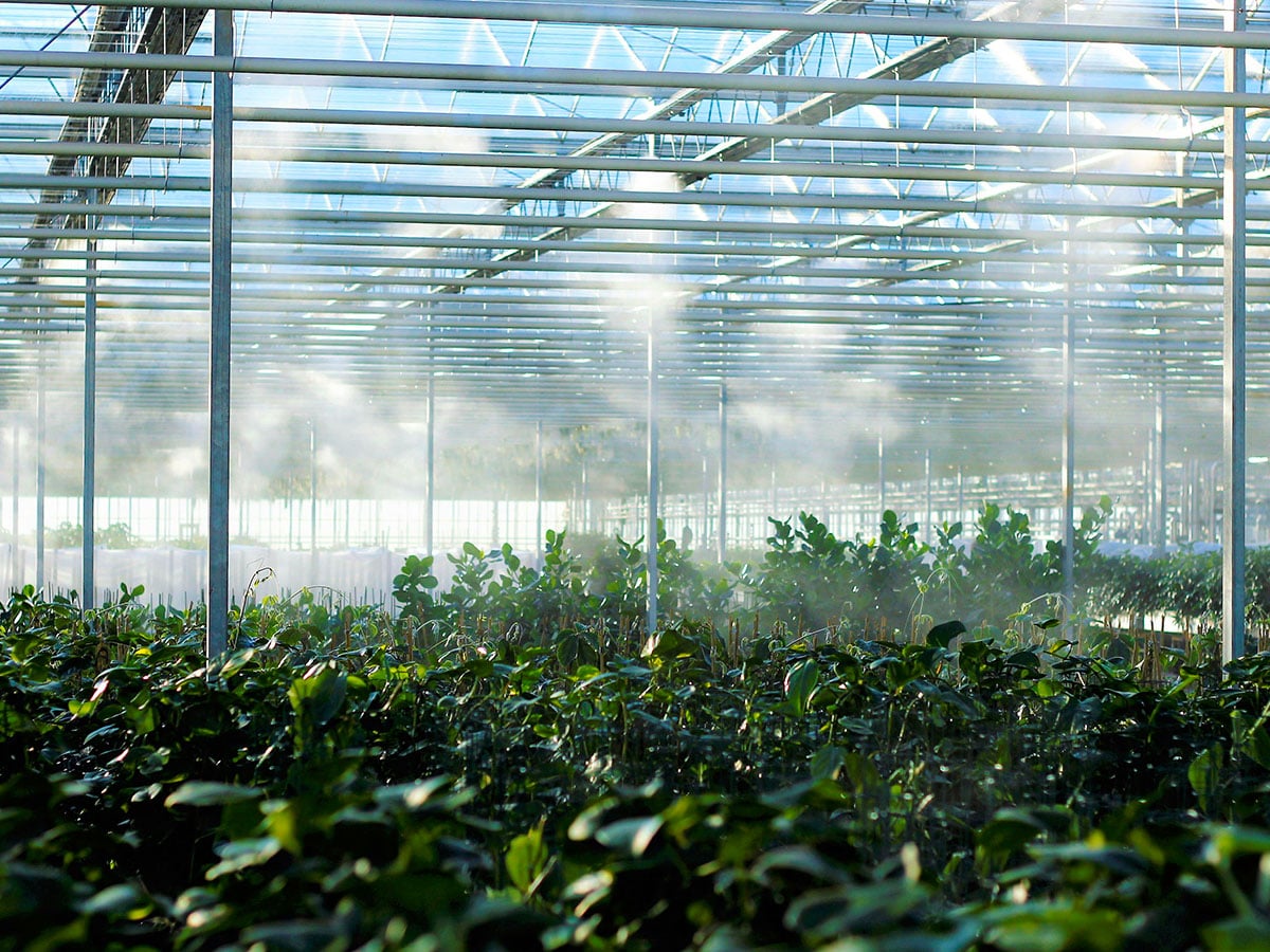 Misting in a greenhouse Misting in a greenhouse