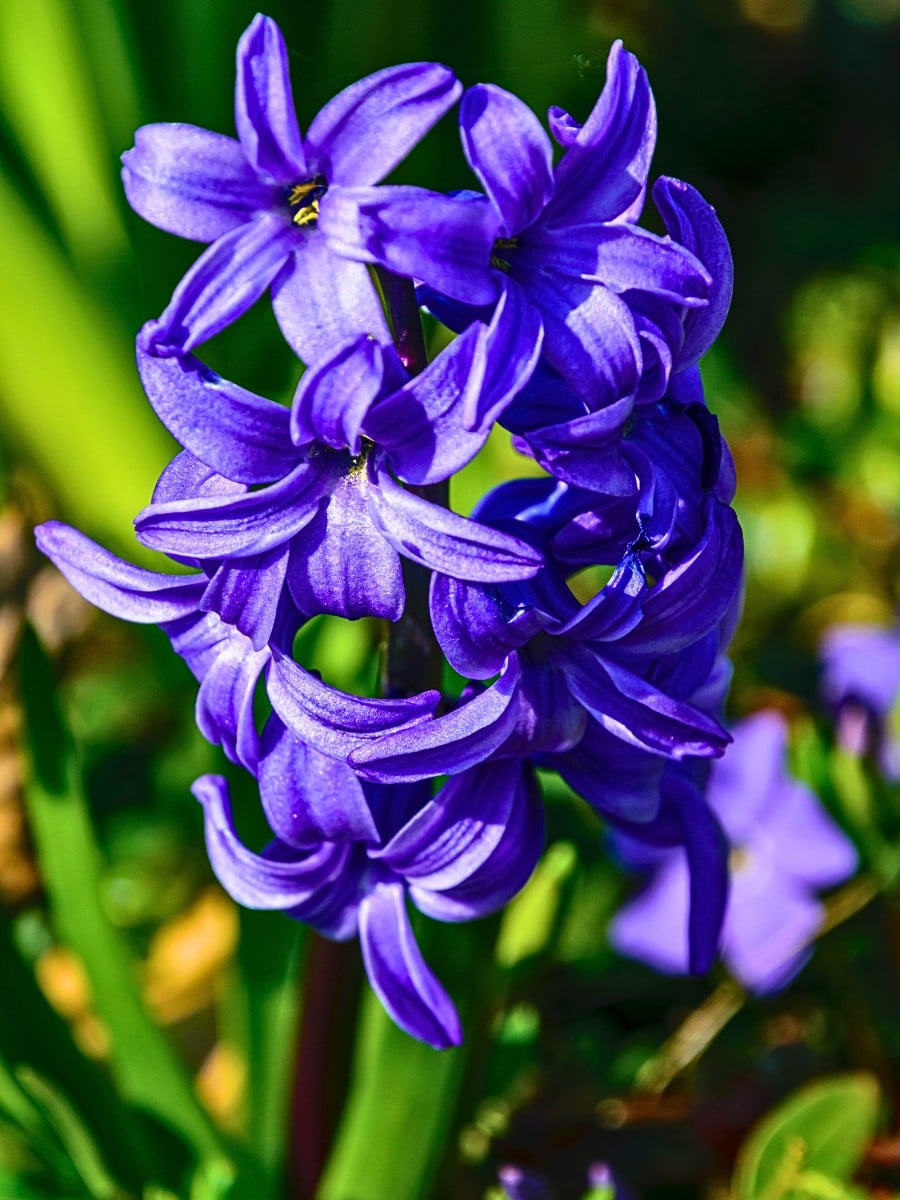Flowers in Greek Mythology: These Flower and Plant Names Originate in Greek Mythology