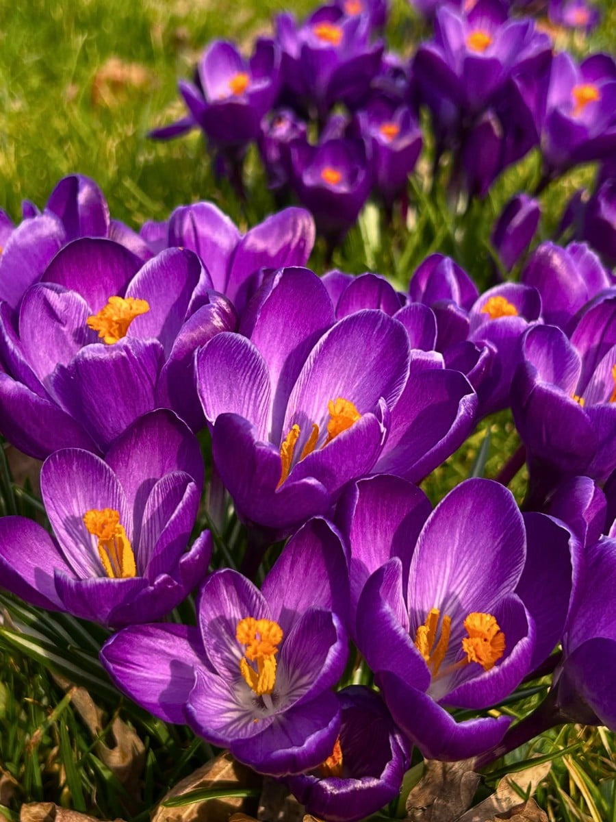 Flowers in Greek Mythology: These Flower and Plant Names Originate in Greek Mythology