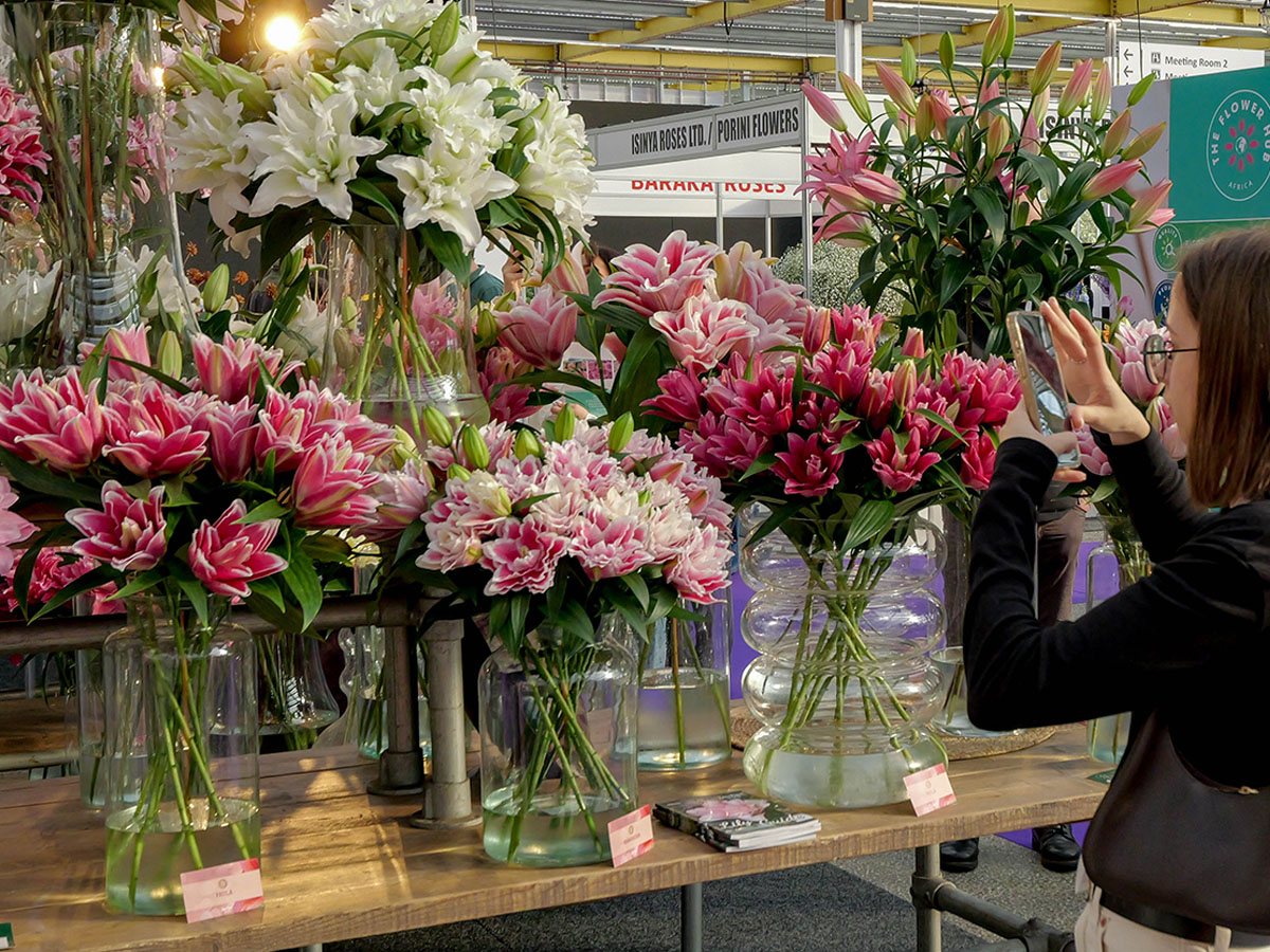 Roselilies in the spotlight at IFTF 2025
