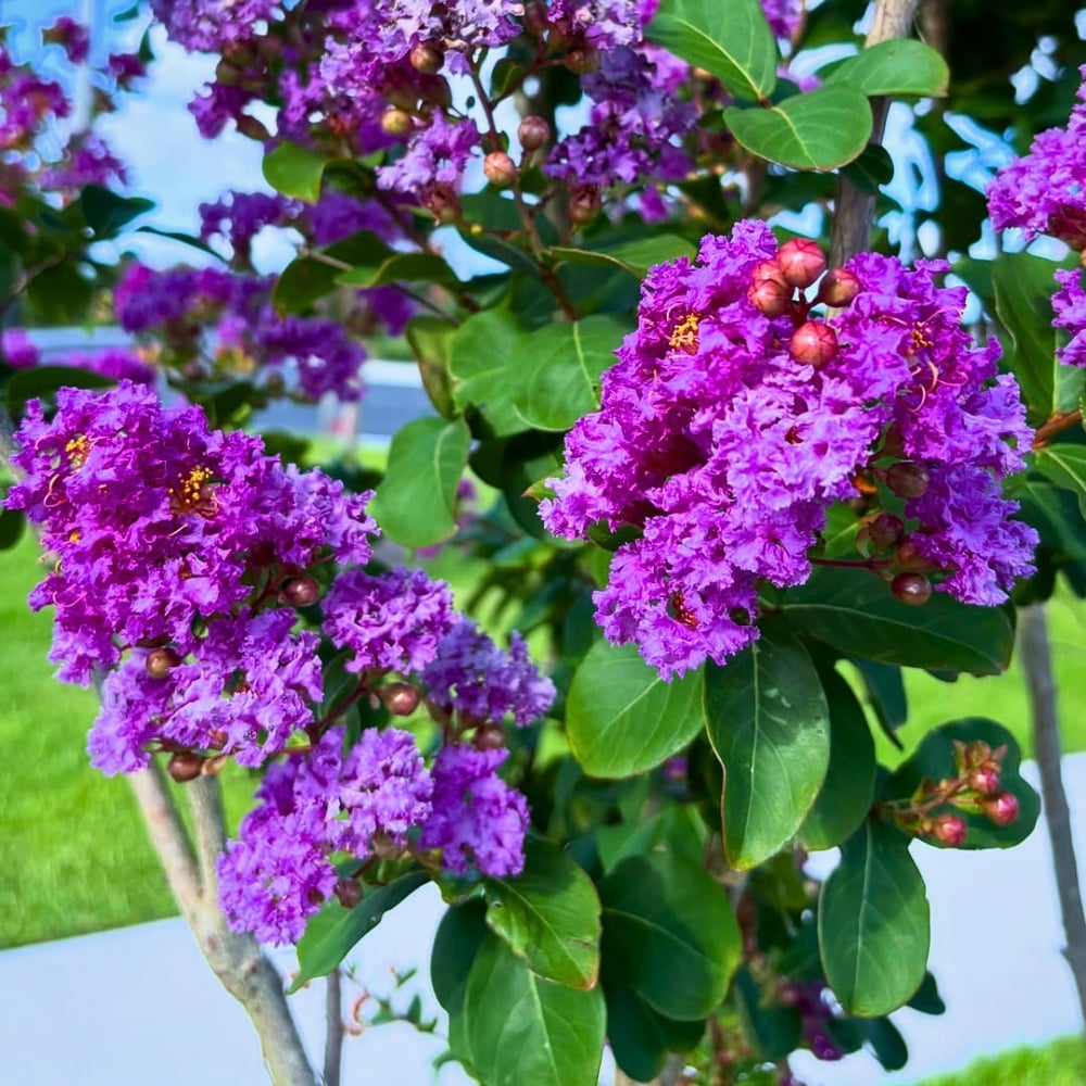 Flowers in Greek Mythology: These Flower and Plant Names Originate in Greek Mythology